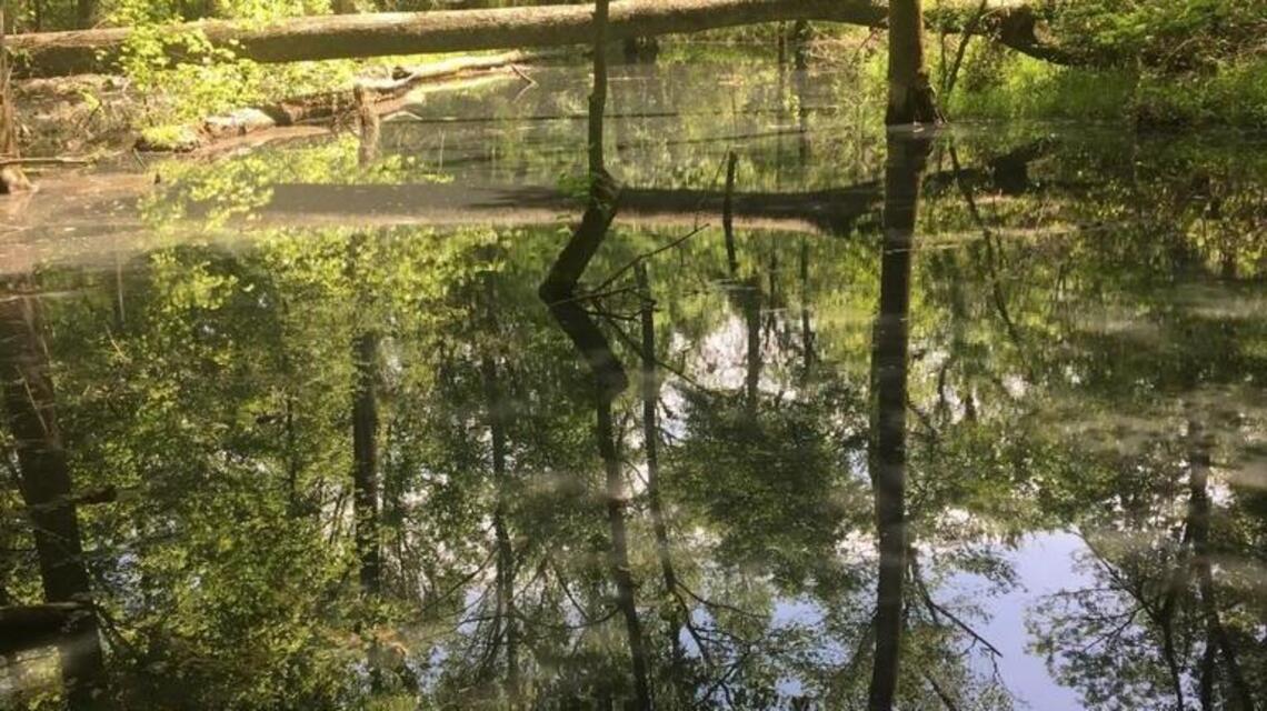 Johnston County sewer line bursts, spilling 250,000 gallons
