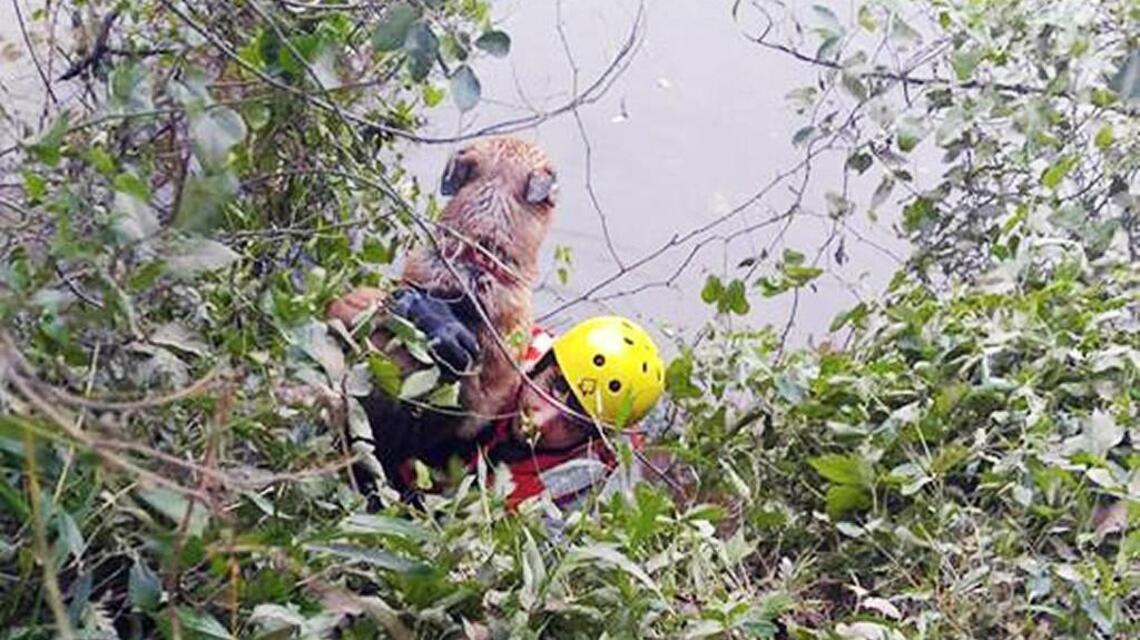 Clayton firefighters rescue trapped dog ‘Jack’ from river