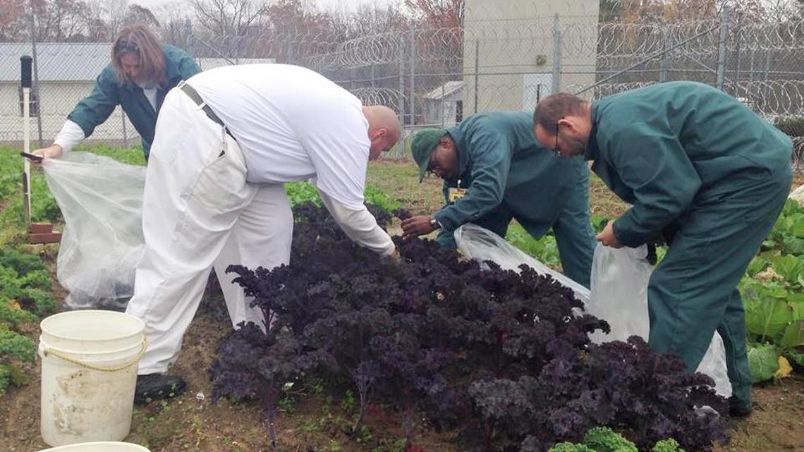Inmates at Johnston Correctional Institution near Smithfield work in their garden.