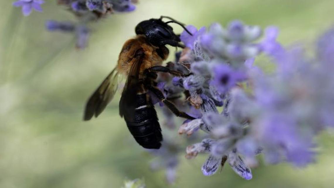 
A bee pollenates lavender flowers in Hillsborough. 
