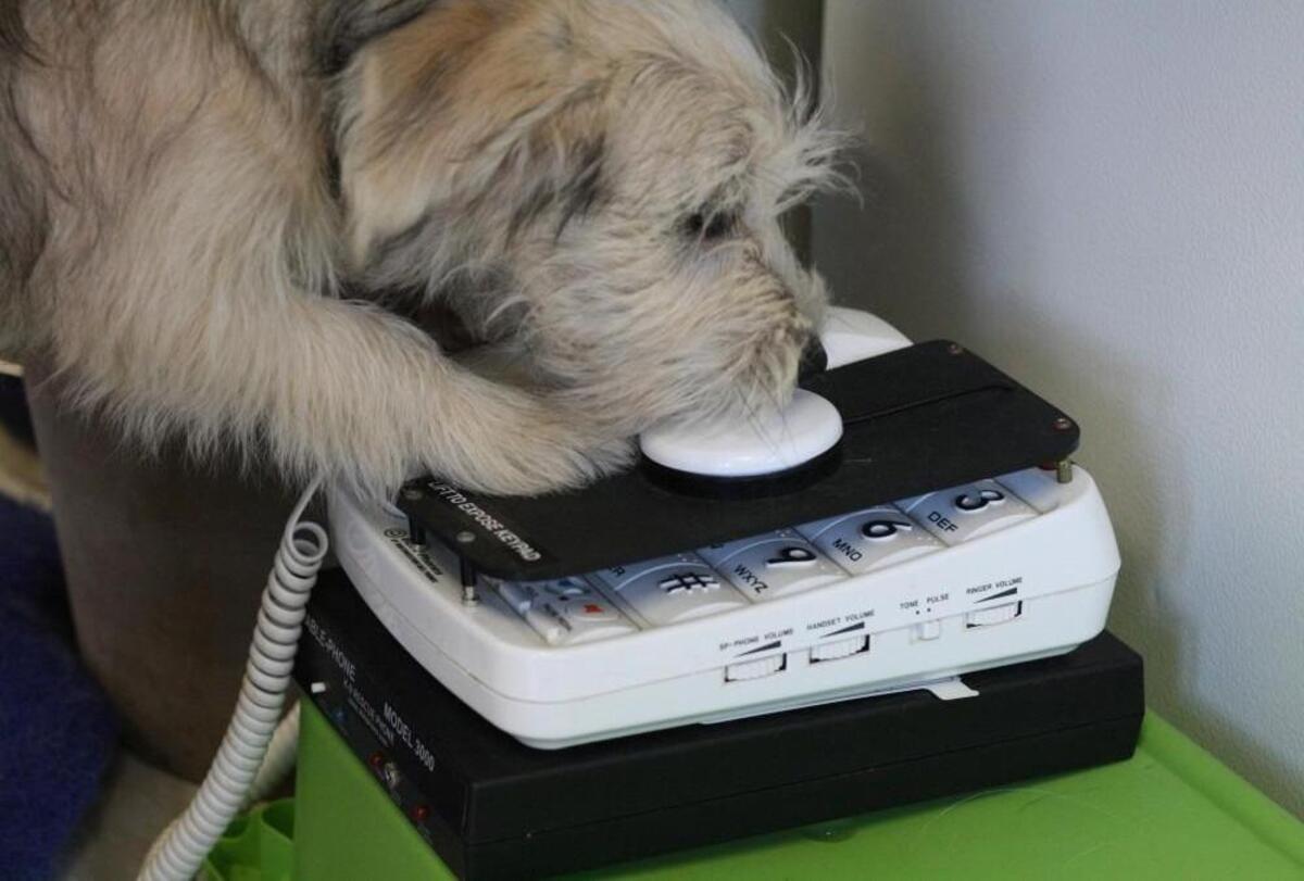 JJ learns how to activate a specially equipped emergency phone during her training with Eyes Ears Nose and Paws. JJ lives with KK Krawczyk, a student in Apex with a rare disorder called mastocytosis. JJ alerts adults if KK is about to have a reaction.