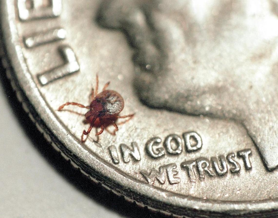 Ticks are small. Health officials say the best way to avoid Lyme disease and other tick-borne illnesses is to keep from getting bit by them.