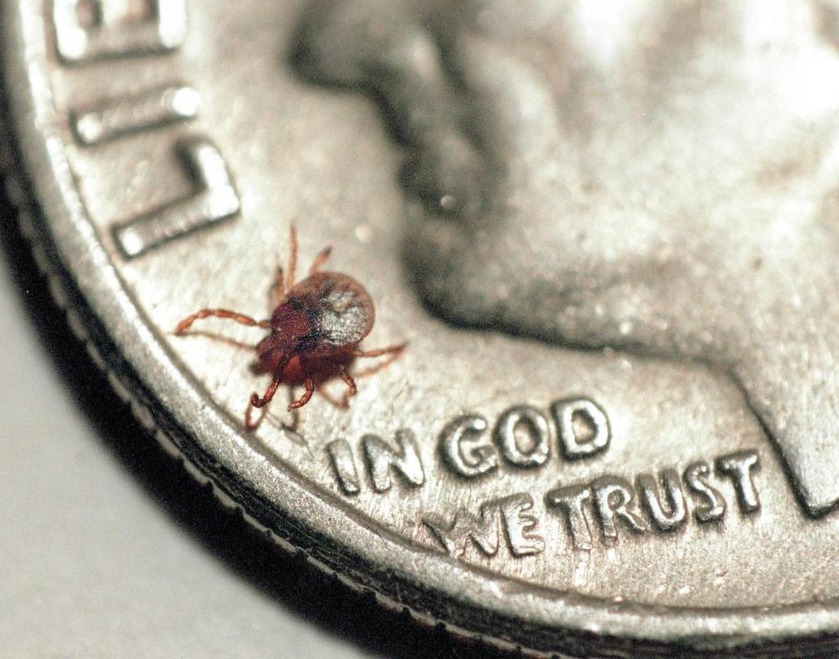 Ticks are small. Health officials say the best way to avoid Lyme disease and other tick-borne illnesses is to keep from getting bit by them.