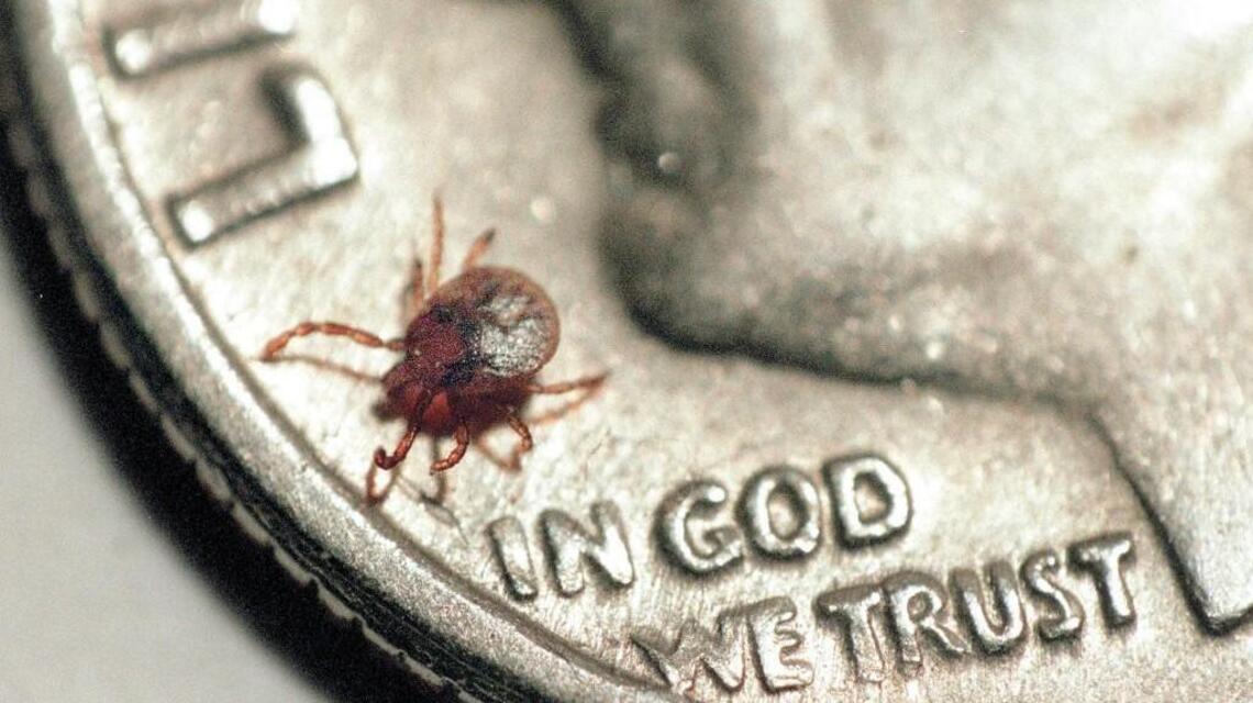 Lyme disease is spreading in NC, but where – and how fast – depends on who you ask