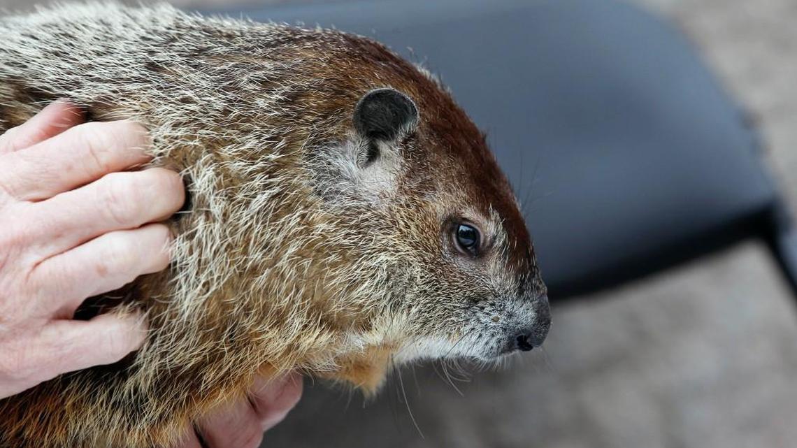 Will Wally the groundhog see his shadow? Plus 12 more Best Bets this week.