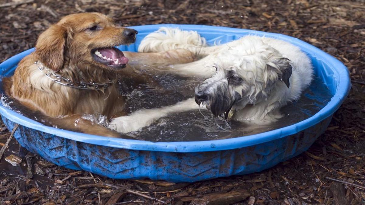 The American Kennel Club studied the most popular breeds in Raleigh.