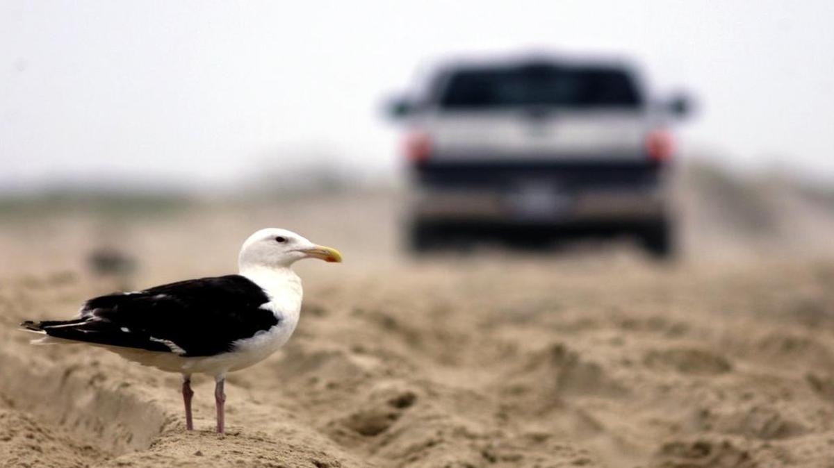 
A seagull stands in between tire tracks at Oregon Inlet beach. Bird and wildlife advocates oppose increased beach access for vehicles, saying nesting birds may abandon their eggs when cars are in the area, and chicks and baby turtles can get caught in or blocked by tire ruts.
