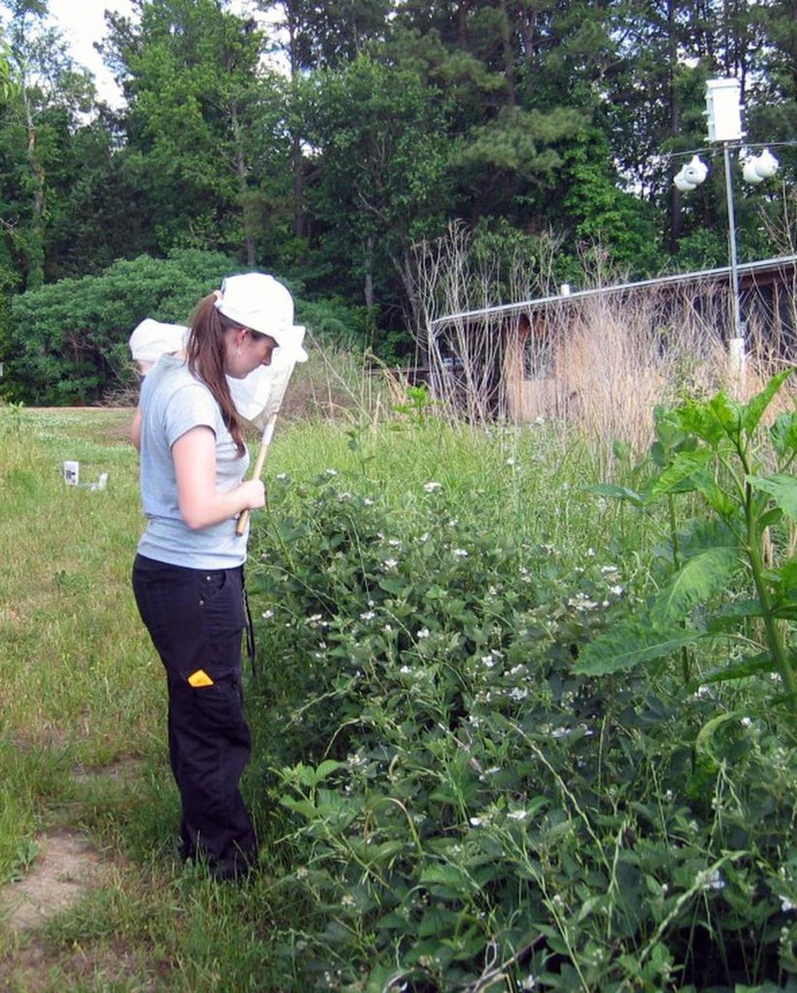 April Hamblin, then a N.C. State University graduate student, prepares to collect bees for study at the Prairie Ridge Ecostation in Raleigh.