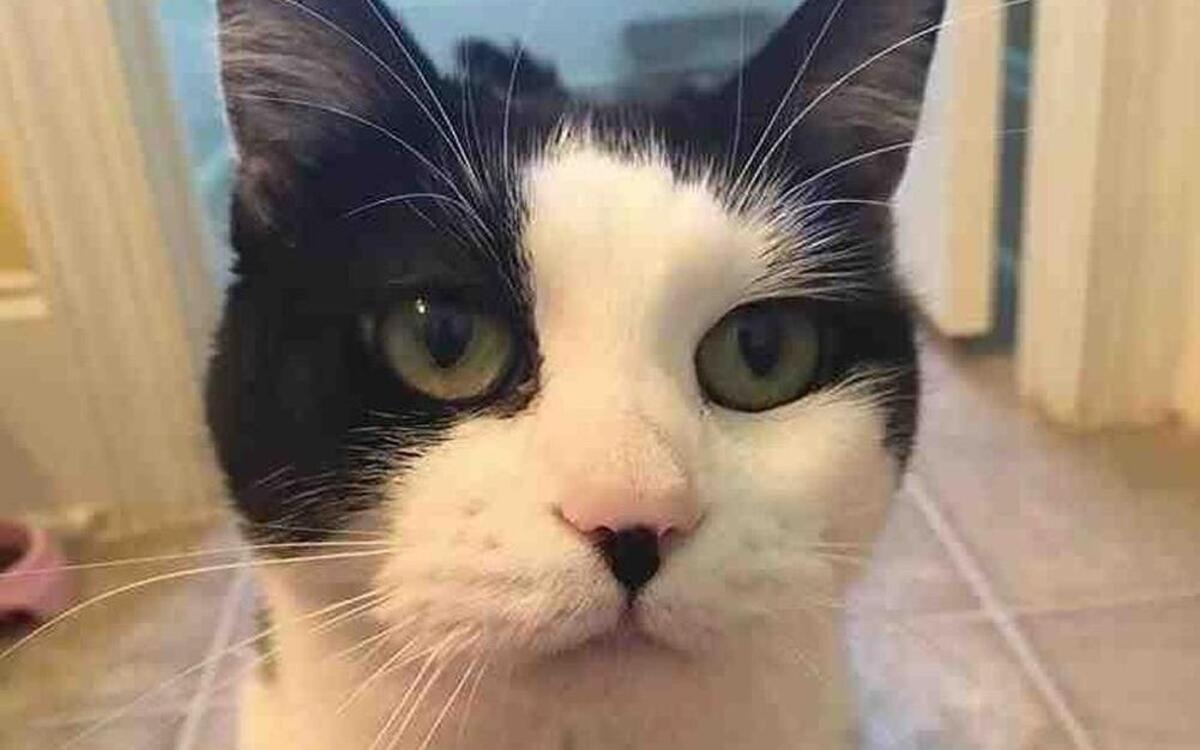 Luna is a 6 1/2-year-old cat available for adoption through the Wake County Animal Center.