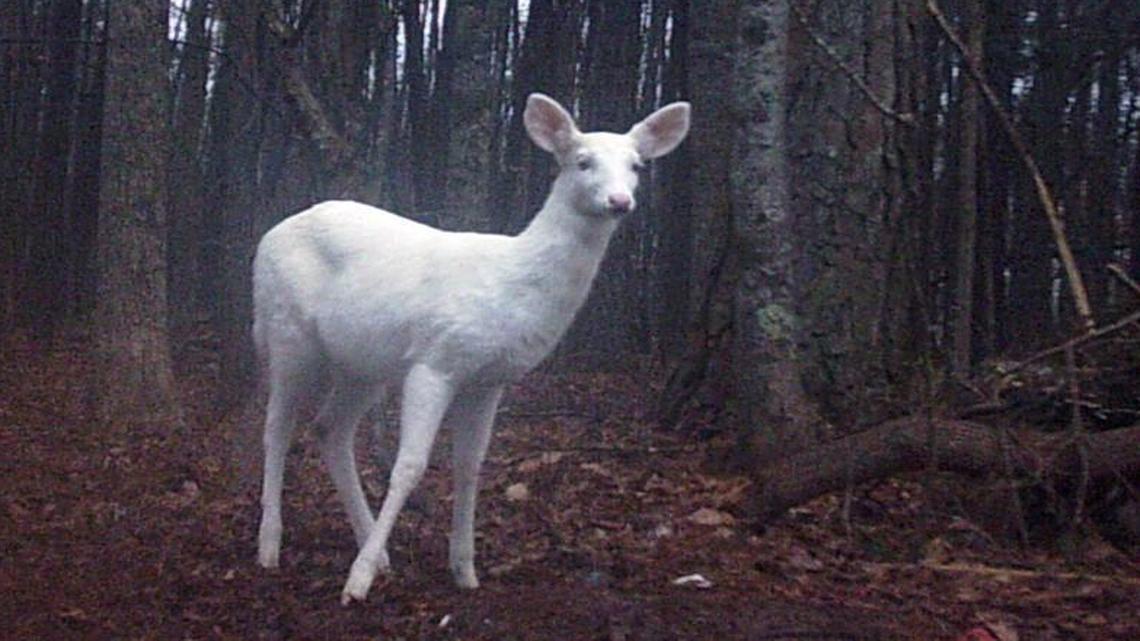 Lola Dupuie, 14, captured this photo with a remote, motion-activated camera set up on her family’s property in Wake Forest in late 2013.