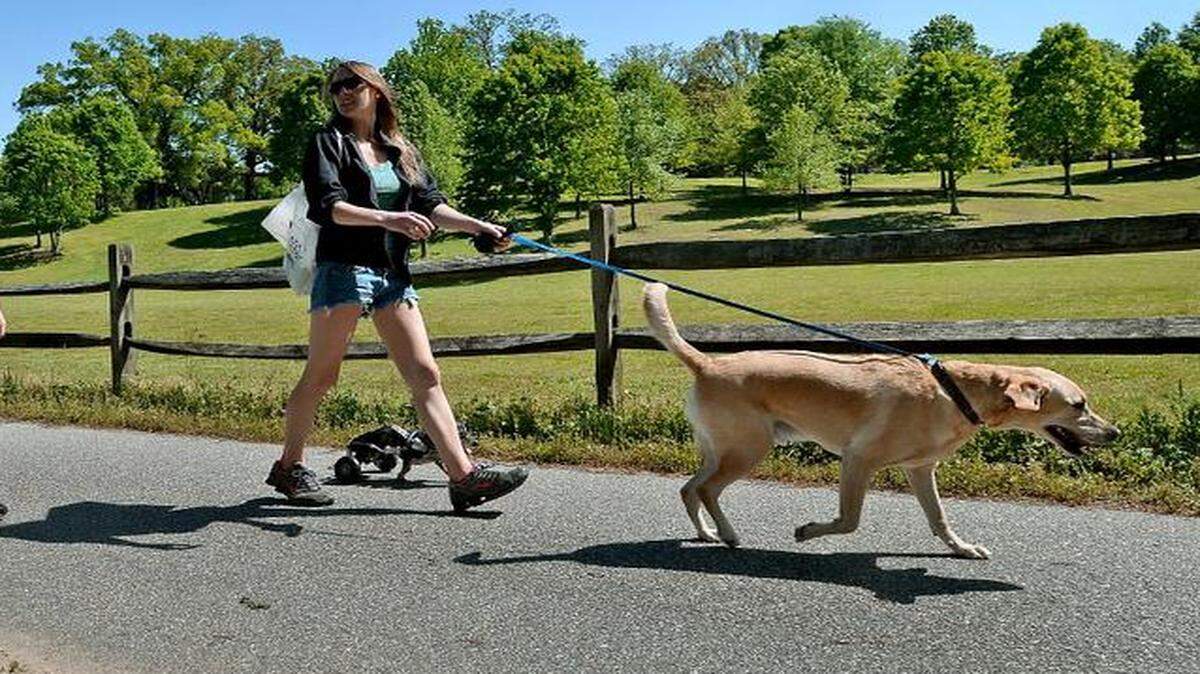 
Hannah Hargis-Bullen (left) walks her dog Wally as friend Megan Bliss leads her dogs, Tucker and RB, along the bike trail in front of the Dorothea Dix property in Raleigh, NC Friday, April 24, 2015. The women heard that the Raleigh City Council had approved a deal to buy the Dorothea Dix property from the state of North Carolina for $52 million and wanted to check it out. The council unanimously approved the purchase Friday for the 308-acre site near downtown Raleigh. 
