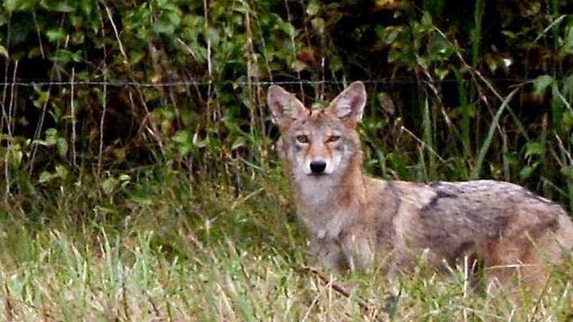 Do Coyotes Eat Cats: Shocking Truth Every Pet Owner Must Know