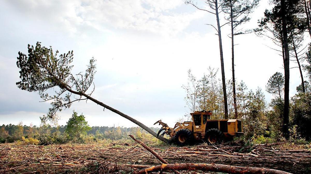 Cutting operator Tyler Andrews downs a Loblolly pine Tuesday, Oct. 29, 2013, at a logging operation site in Hofmann Forest near Jacksonville. Trustees of N.C. State University’s Endowment Fund have chosen a national nonprofit organization to handle land-use negotiations for the 79,000-acre Hofmann Forest.