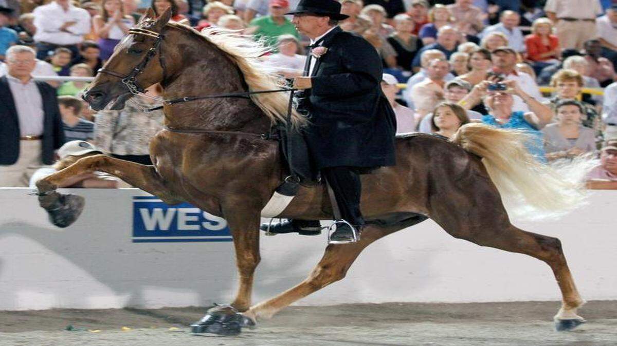 
Chad Baucom takes Walk Time Charlie on a “big lick” stroll around the arena at the 2012 World Grand Championship in Shelbyville, Tenn. The pair won the title. 
