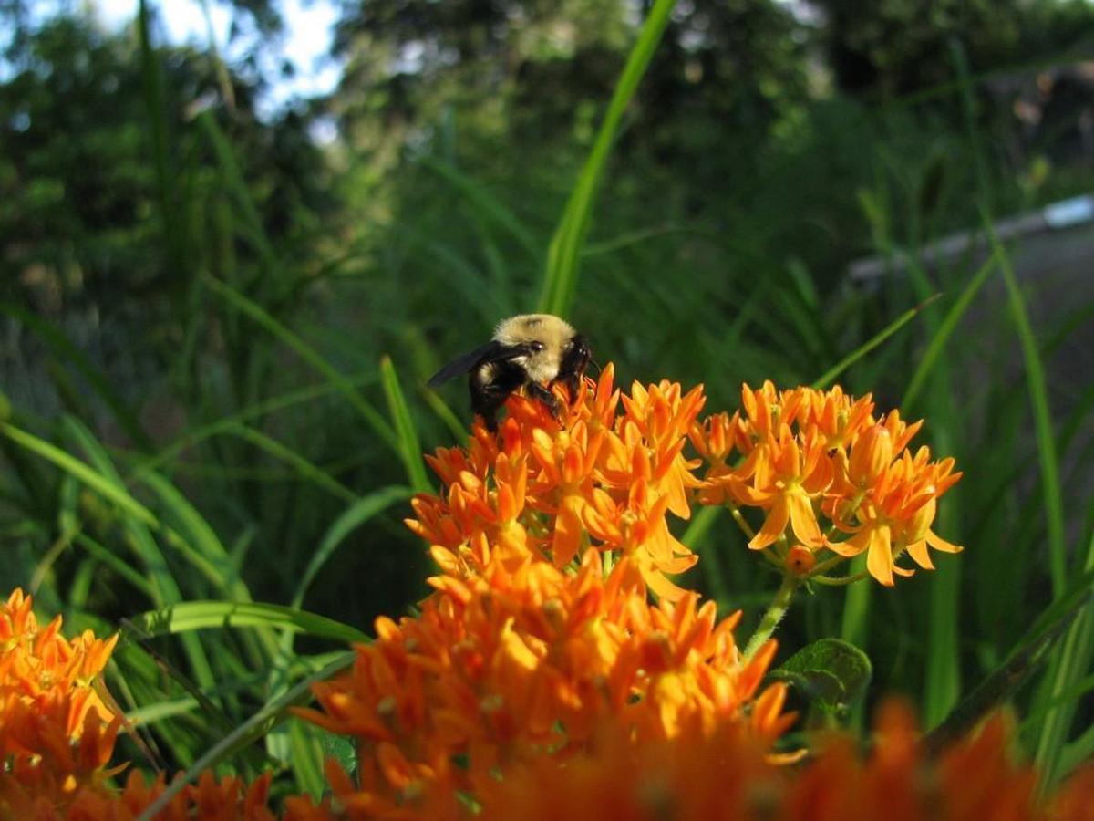 Vibrant orange milkweed wildflowers attract the attention of a bumble bee.