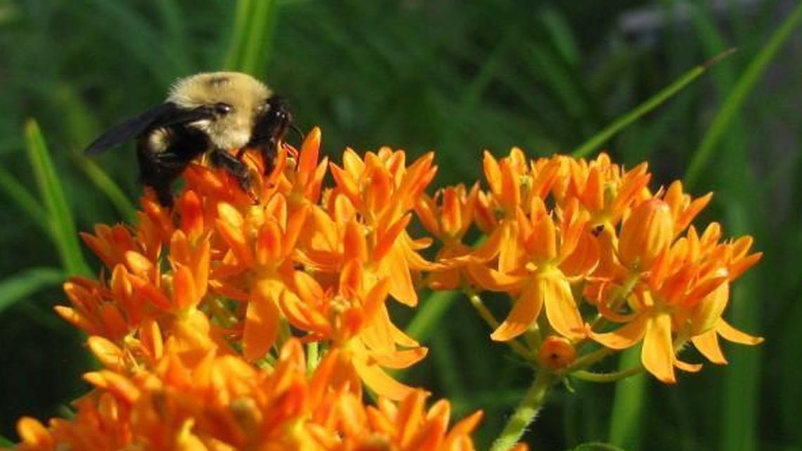 Vibrant orange milkweed wildflowers attract the attention of a bumble bee.