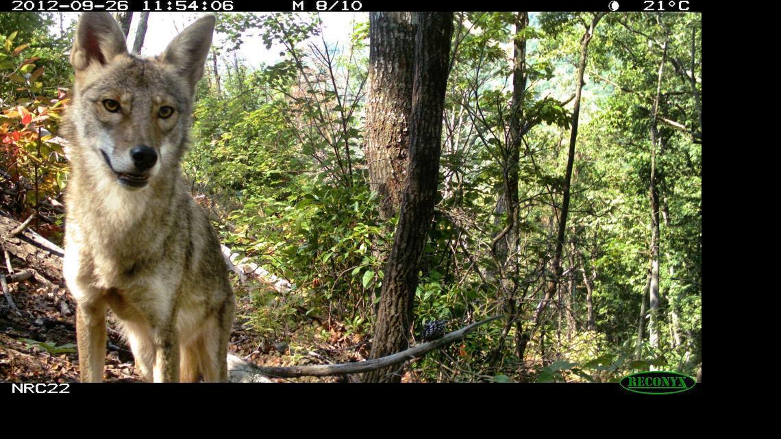 
A coyote stares down a camera in South Mountains Game Lands, in Western North Carolina, in 2012. The picture was taken with a camera trap, run by the eMammal project, a collaboration between researchers at N.C. State and the Smithsonian Institution. 
