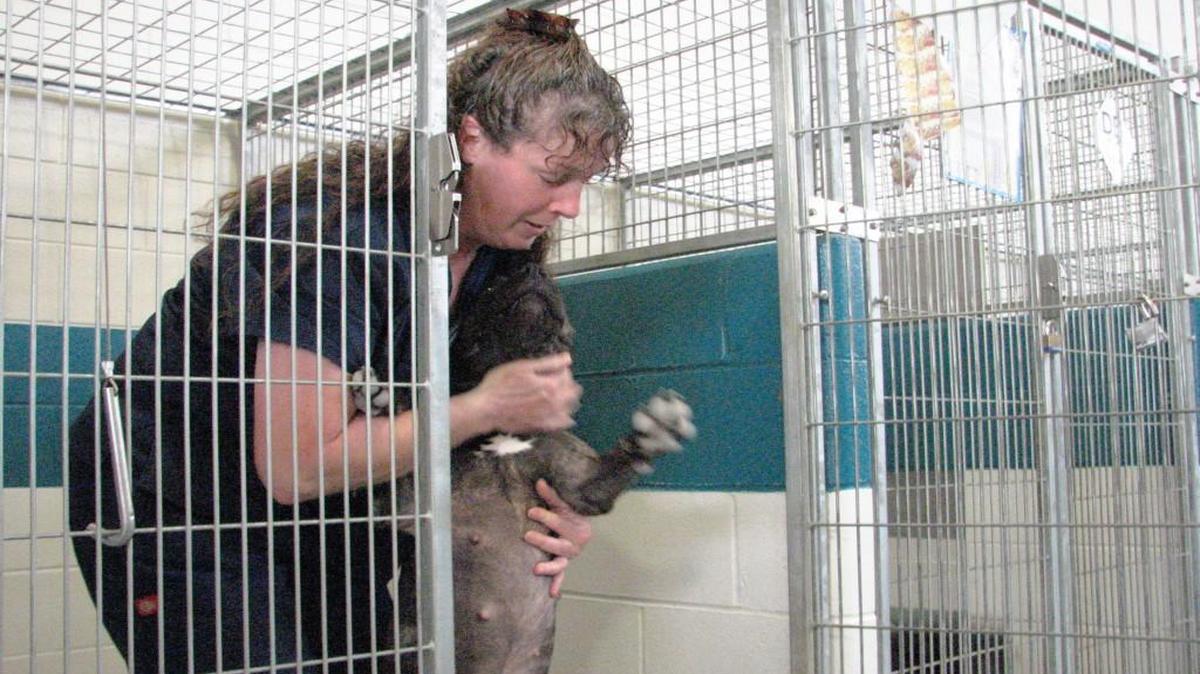 Kim Furino, a kennel attendant at the Wake County Animal Center, loves on one of the shelter’s pit bulls. Furino is one of about 75 county employees who will benefit from the Wake County commissioners’ decision on Monday to raise the county’s base pay to $13.50 an hour from $11.08 an hour.