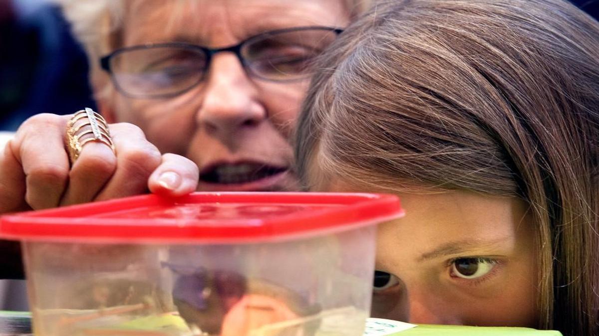 Charlotte Ligon, 6, looks at a frog in a container with her grandmother during Amped for Amphibians, an educational event at Marbles Kids Museum in Raleigh Sunday.