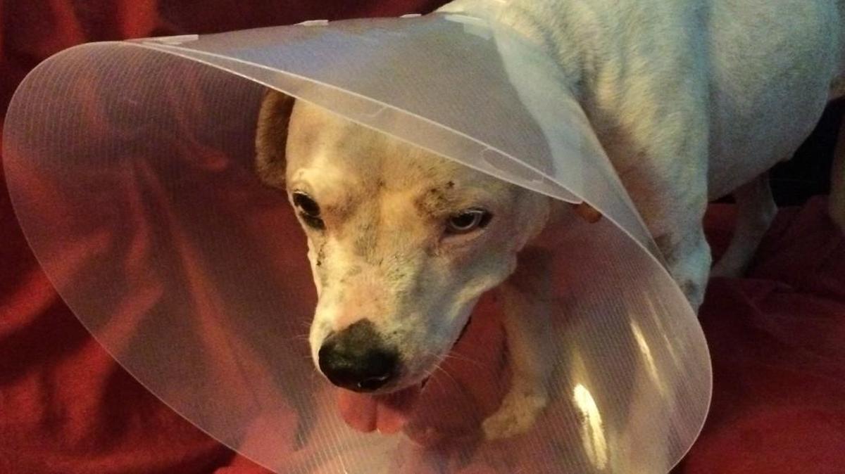 
Sue Sturgis’ dog, Chance, was attacked in their East Raleigh neighborhood on Sept. 3.
