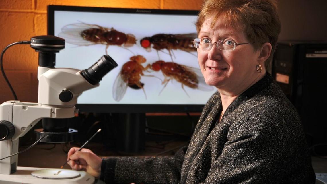 NC State researcher Trudy Mackay in her campus lab with some of her subjects enlarged on screen via microscope.