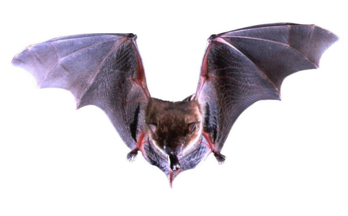 FILE PHOTO: A brown bat, the most common species of bat in the United States.