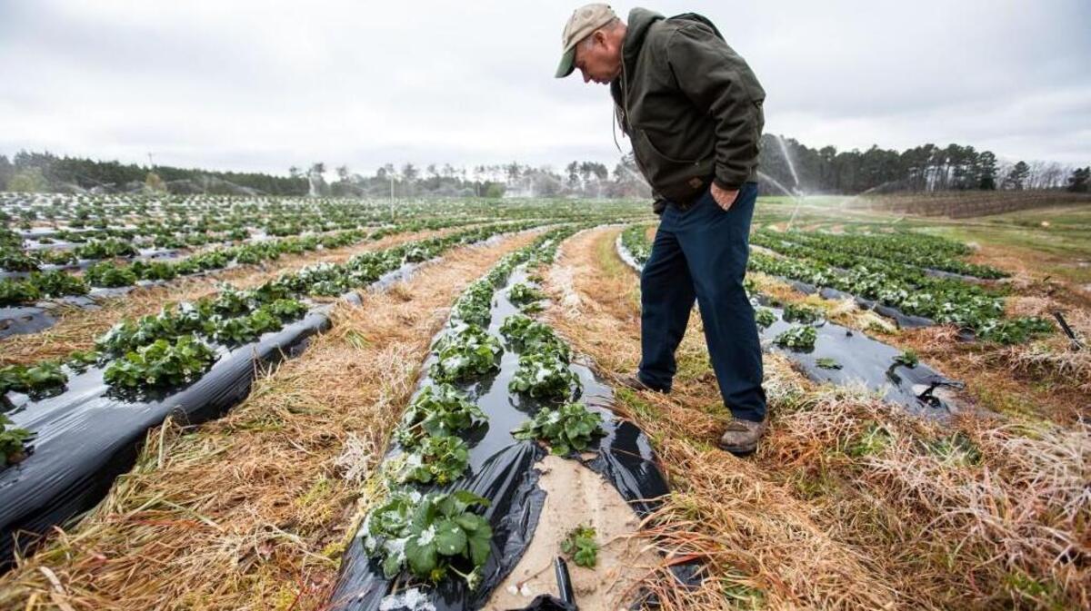Danny Page, owner of Page Farms near Brier Creek, inspects his strawberry crop after a late-season snow in Raleigh, N.C. on Sunday, March 12, 2017.