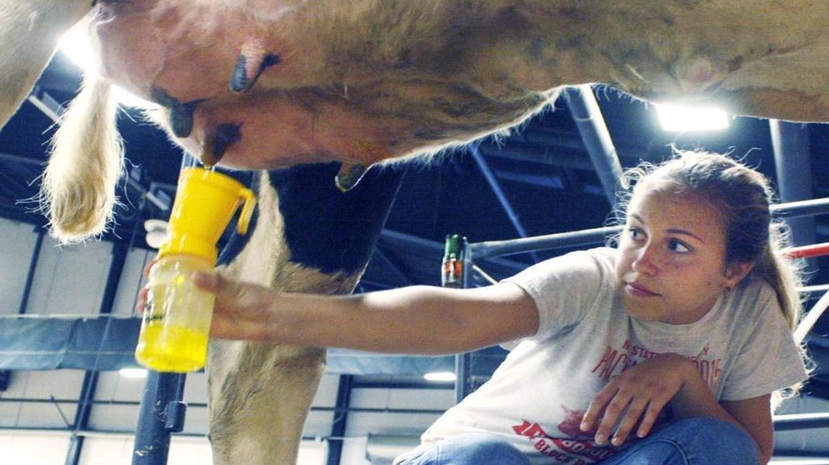 Anna Smith cleans a cow's teat before milking. She's a member of the Animal Science Club at N.C. State University which is operating the cow milking exhibit at the N.C. State Fair this year.