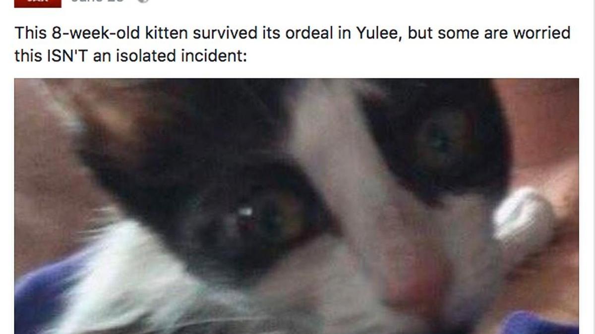 A screenshot of a WJAX post showing a kitten that survived after someone threw it out of a moving vehicle in Yulee, Fla., in June 2017.