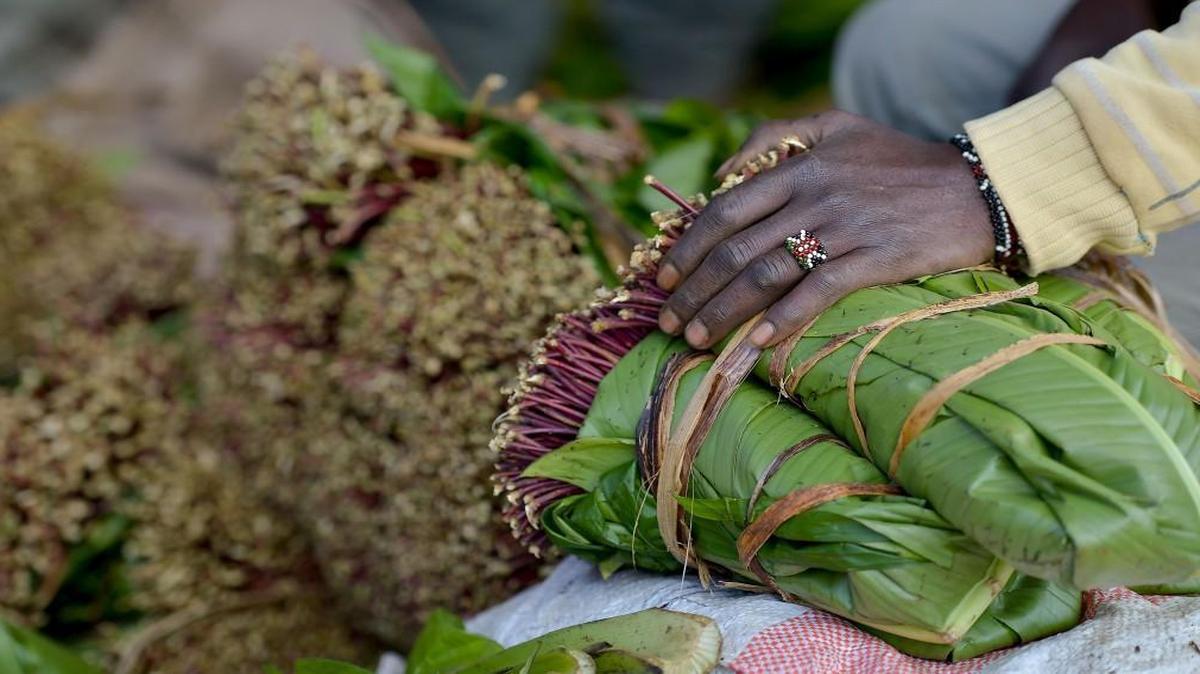 Khat traders package shoots for transportation at an open air market in Maua, in Kenya's central province on September 9, 2016 .