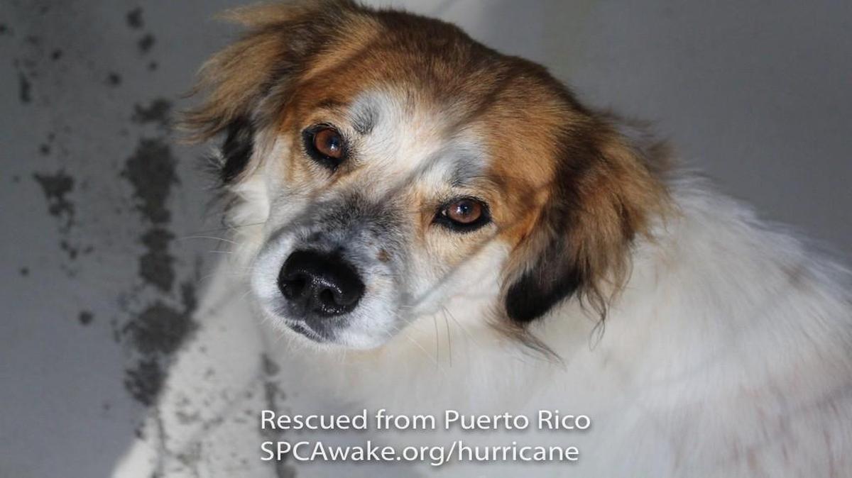 One of the dogs brought to North Carolina from Puerto Rico following recent hurricanes. The pets taken in by Triangle area rescue groups soon will be available for adoption.
