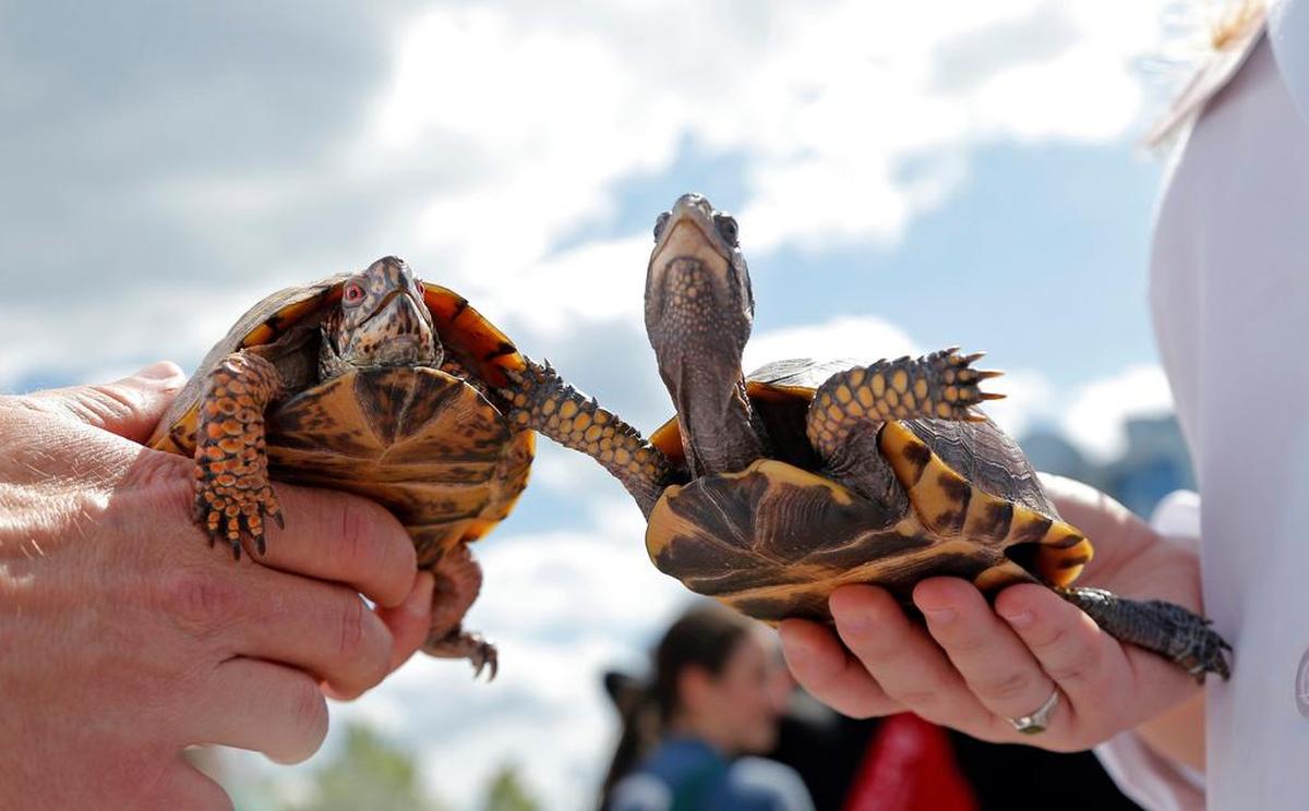 Vet students hold a pair of rescued Eastern box turtles as they prepare to be carried up to the front of the ceremony as the N.C. State’s College of Veterinary Medicine announces that it received a $16 million gift from the Randall B. Terry Charitable Foundation during an event at the college in west Raleigh on April 27, 2015. The gift will fund research, student scholarships and endowed professorships.