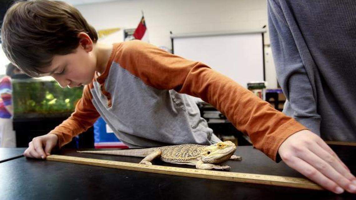 
Joseph Taylor IV, a seventh-grader in Daniel Lockwood’s class at Reedy Creek Middle School in Cary, measures Theodora, a Bearded Dragon, in his Animal Science class recently.
