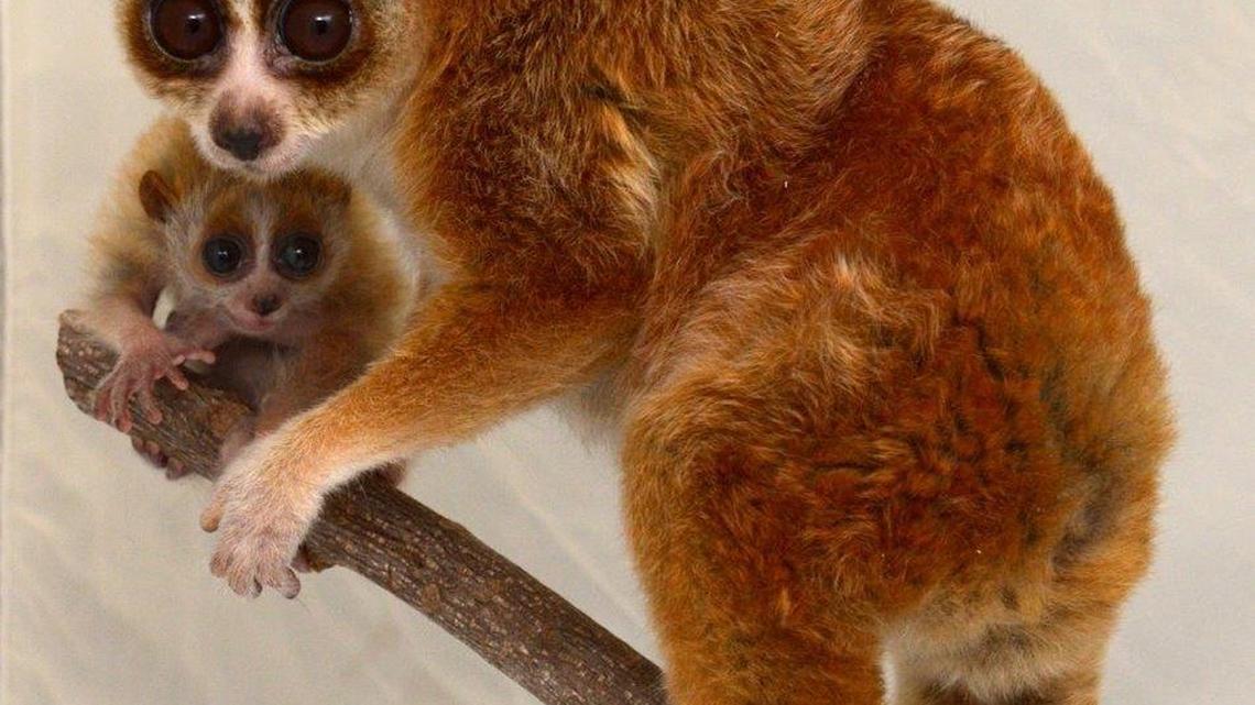 Warble a pygmy slow loris born on Jan. 18 and her mother, Junebug.
