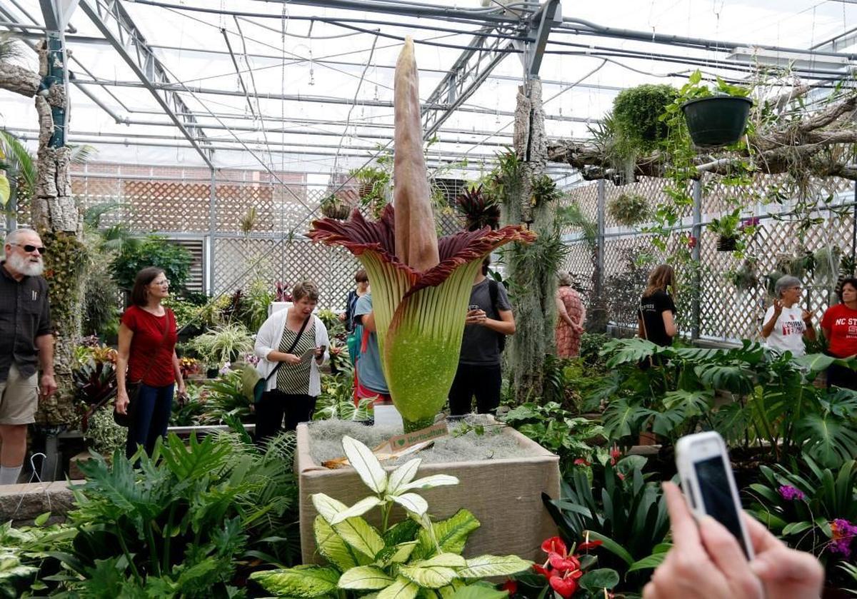 A crowd gathers to view a rare titan arum, otherwise known as a corpse flower, which bloomed this week at the Marye Anne Fox Teaching Greenhouses at N.C. State in Raleigh, N.C., Friday, Sept. 23, 2016. The titan arum was raised by Brandon Huber, who named it Lupin.