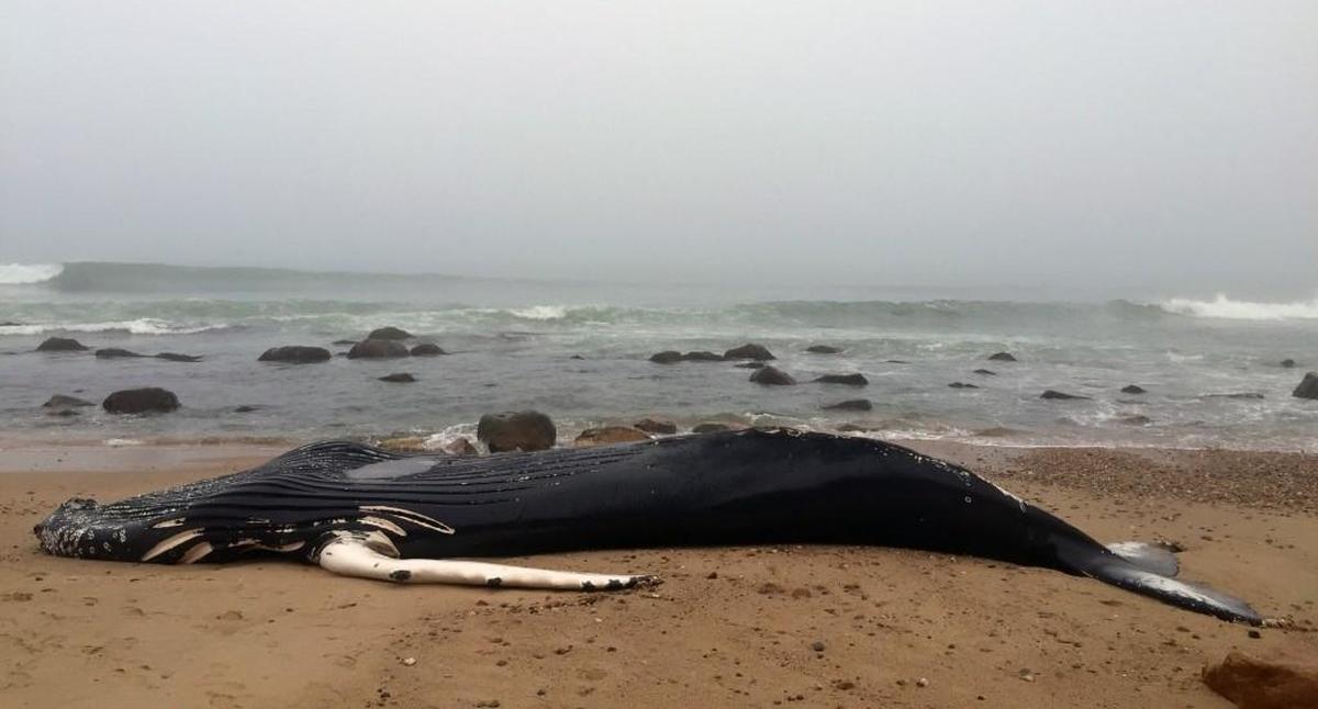 A dead, beached humpback whale at Block Island, Rhode Island.