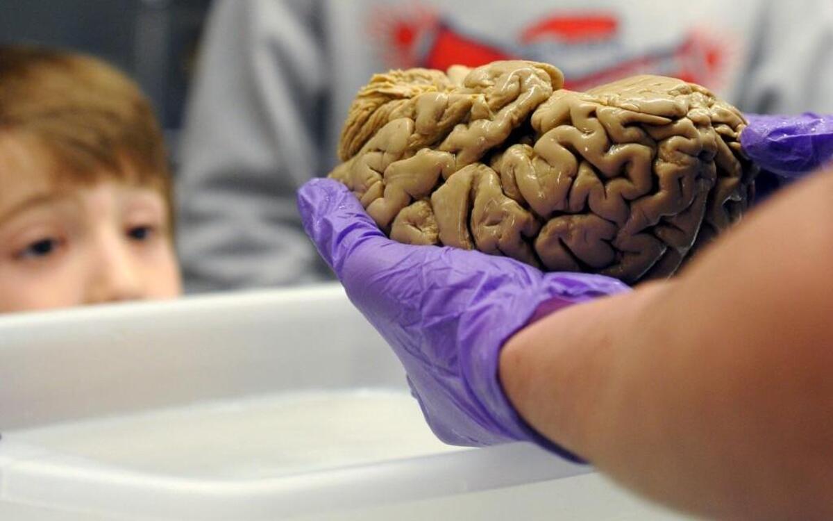 Dr. Len White holds a preserved human brain for Kai Stanford to see at the Duke Institute for Brain Sciences Discovery Day, which took place in Durham on Sunday.