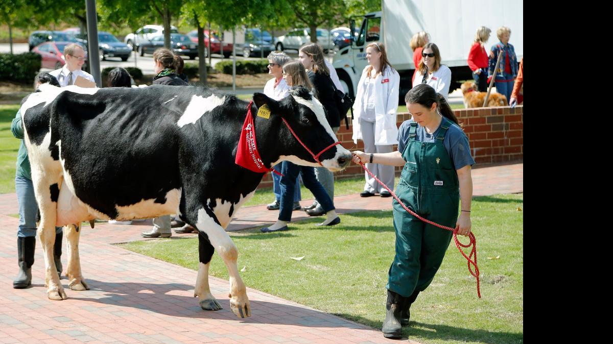 
Vet student Danielle Lindquist, right, gives Odett the cow a tug as she leads her up to the front of the ceremony as the N.C. State's College of Veterinary Medicine announces that it received a $16 million gift from the Randall B. Terry Charitable Foundation during an event at the college in west Raleigh on April 27, 2015. The gift will fund research, student scholarships and endowed professorships. 
