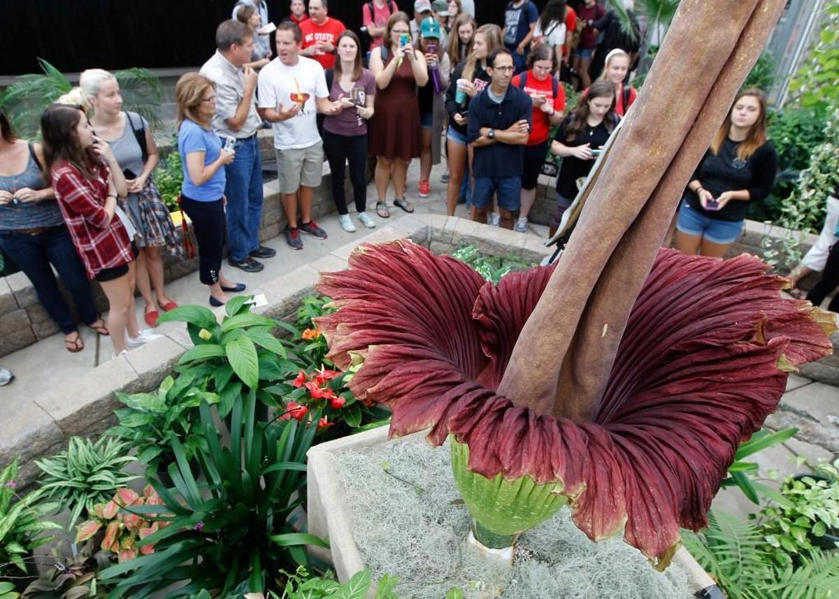 A crowd gathers to view a rare titan arum, otherwise known as a corpse flower, when it bloomed in 2016 at the Marye Anne Fox Teaching Greenhouses at N.C. State in Raleigh. The titan arum was raised by Brandon Huber, who named it Lupin.