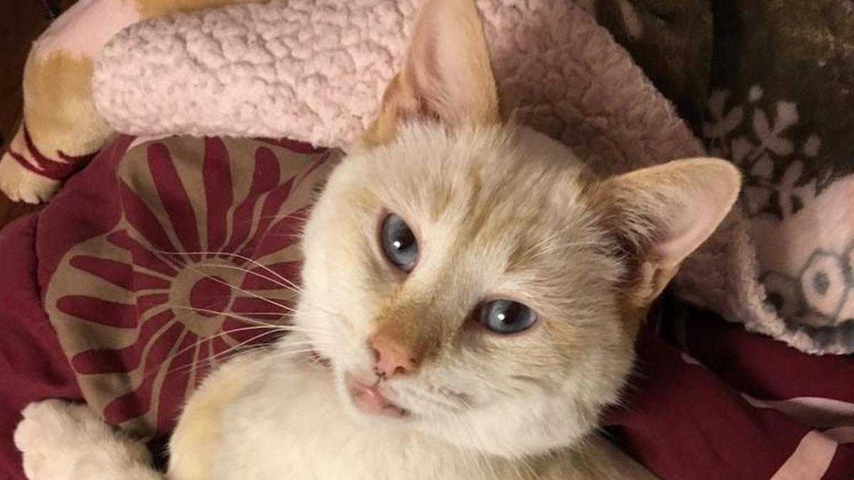 N.C. State University had denied a student’s request to keep her emotional support animal, a cat named Kifree, in student housing as a reasonable accommodation for her disability.