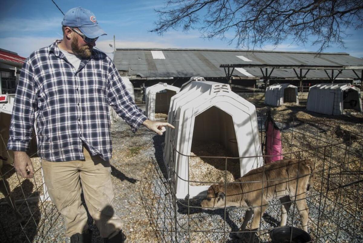 Dairy farm manager Mike Veach checks on a newborn calf at N.C. State's dairy farm on Lake Wheeler Road in Raleigh.