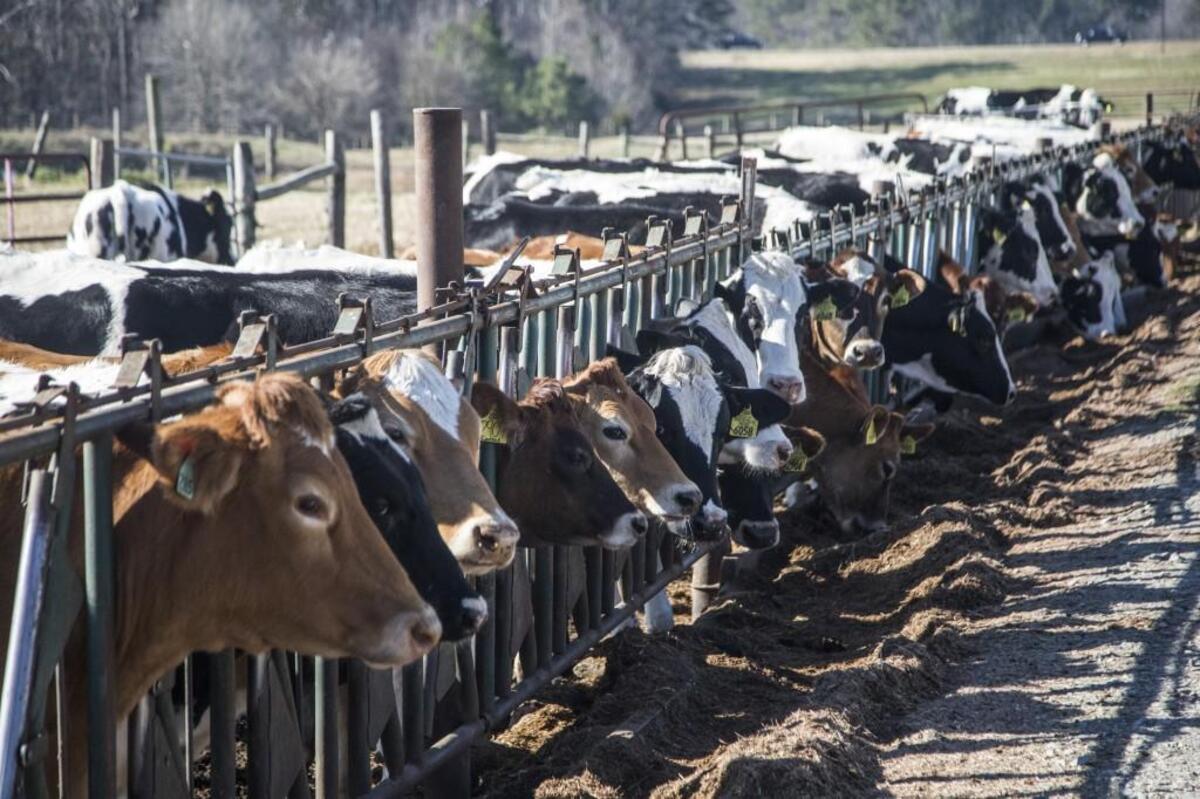 Some of N.C. State's herd that produces Howling Cow dairy products line up along a fence at the university's dairy farm facility on Lake Wheeler Road in Raleigh.
