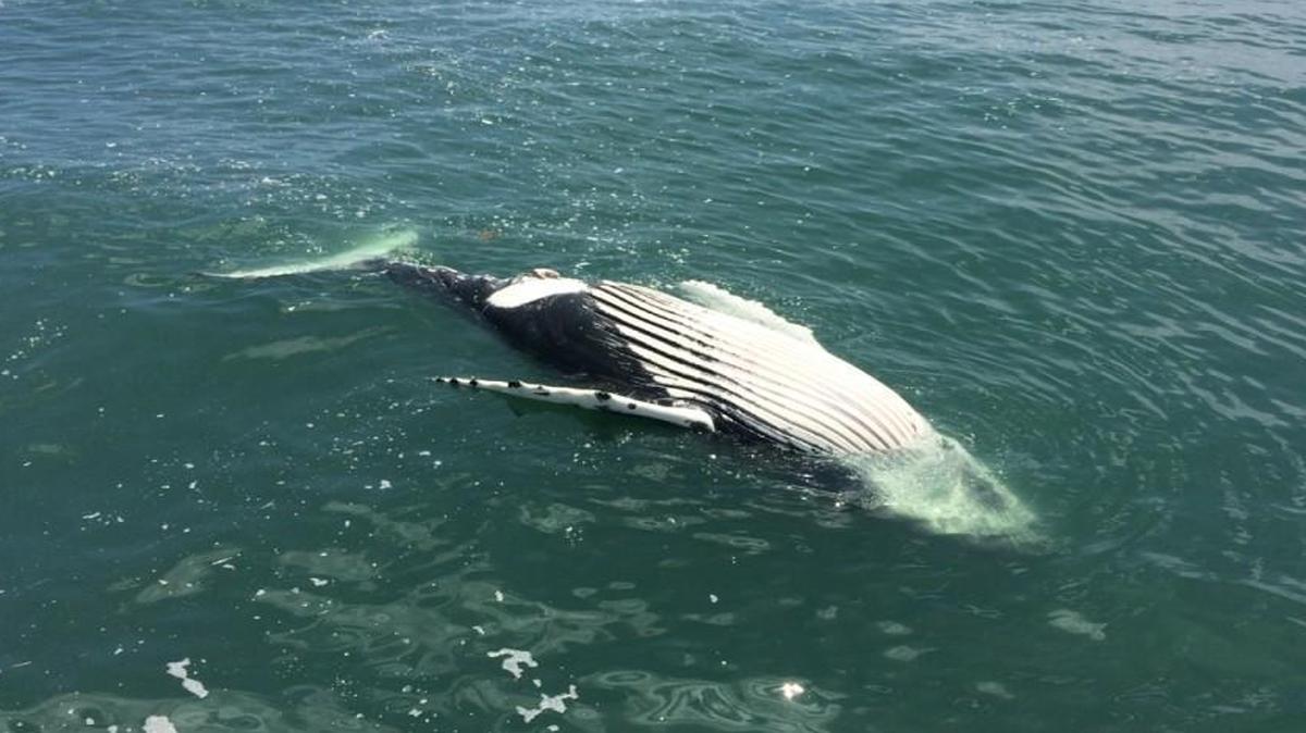 A deceased humpback whale carcass at the mouth of the Delaware Bay reported on July 5, 2016.