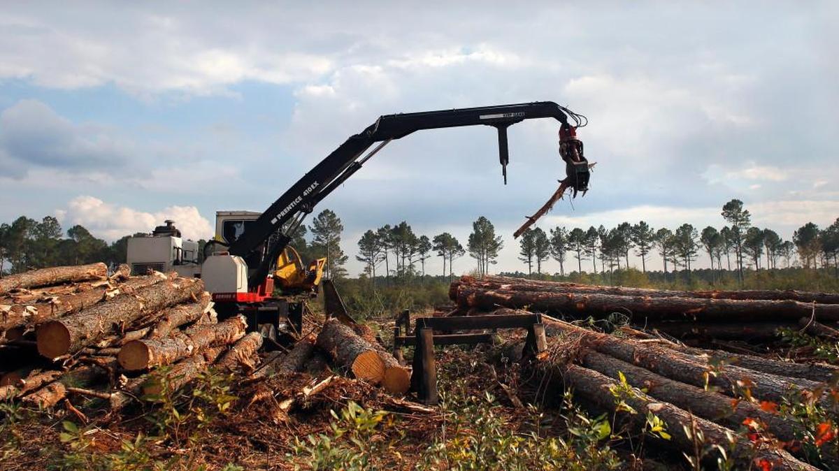 Logging operations in Hofmann Forest Tuesday, October 29, 2013, near Jacksonville, NC.