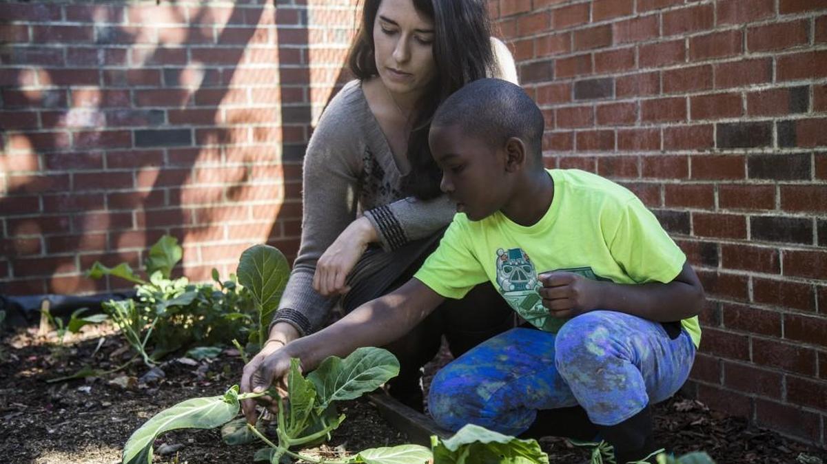 Katie Murray, Raleigh Urban Agriculture programs manager with the Inter-Faith Food Shuttle, helps Hunter Magnet Elementary School student Tyson Vandyke harvest collards during a Blooming Botany elective class Thursday, Nov. 17, 2016 at the school in Raleigh. The harvested greens will be included in more than 80 boxes of food that will be distributed to families in need for Thanksgiving.