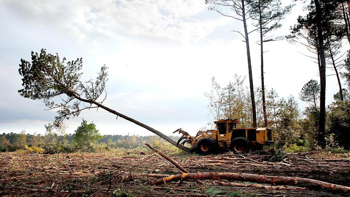 
Cutting operator Tyler Andrews downs a Loblolly pine Tuesday, Oct. 29, 2013, at a logging operation site in Hofmann Forest near Jacksonville. Trustees of N.C. State University’s Endowment Fund have chosen a national nonprofit organization to handle land-use negotiations for the 79,000-acre Hofmann Forest.
