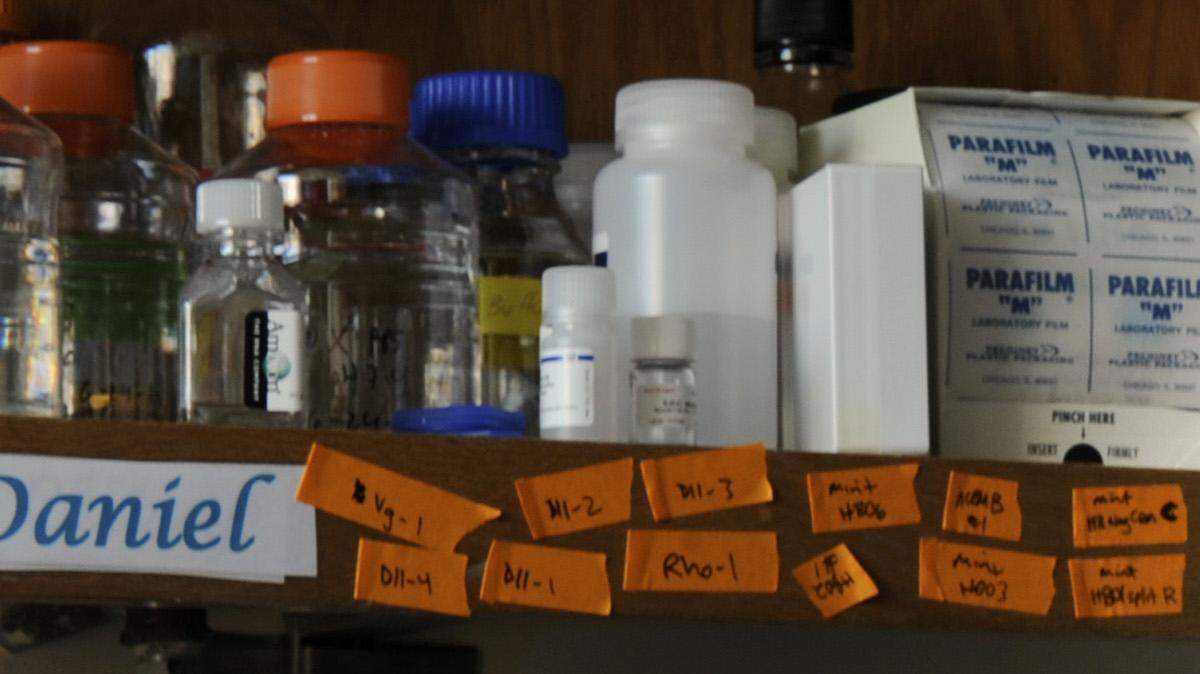 In an undated handout photo, Dr. Jason Lieb, a prominent molecular biologist at the University of Chicago. Lieb resigned in February 2016 after a university recommendation that he be fired for violating the school’s sexual misconduct policy. 