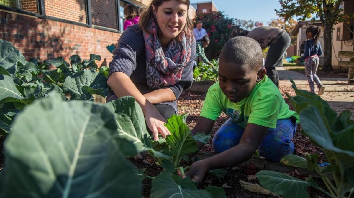 Hunter Magnet Elementary School teacher Kristin Hord harvests collards and kale with Tyson Vandyke during a Blooming Botany elective class on Nov. 17, 2016 at the school in Raleigh. Hord is among the Wake County teachers who renewed her national board certification.