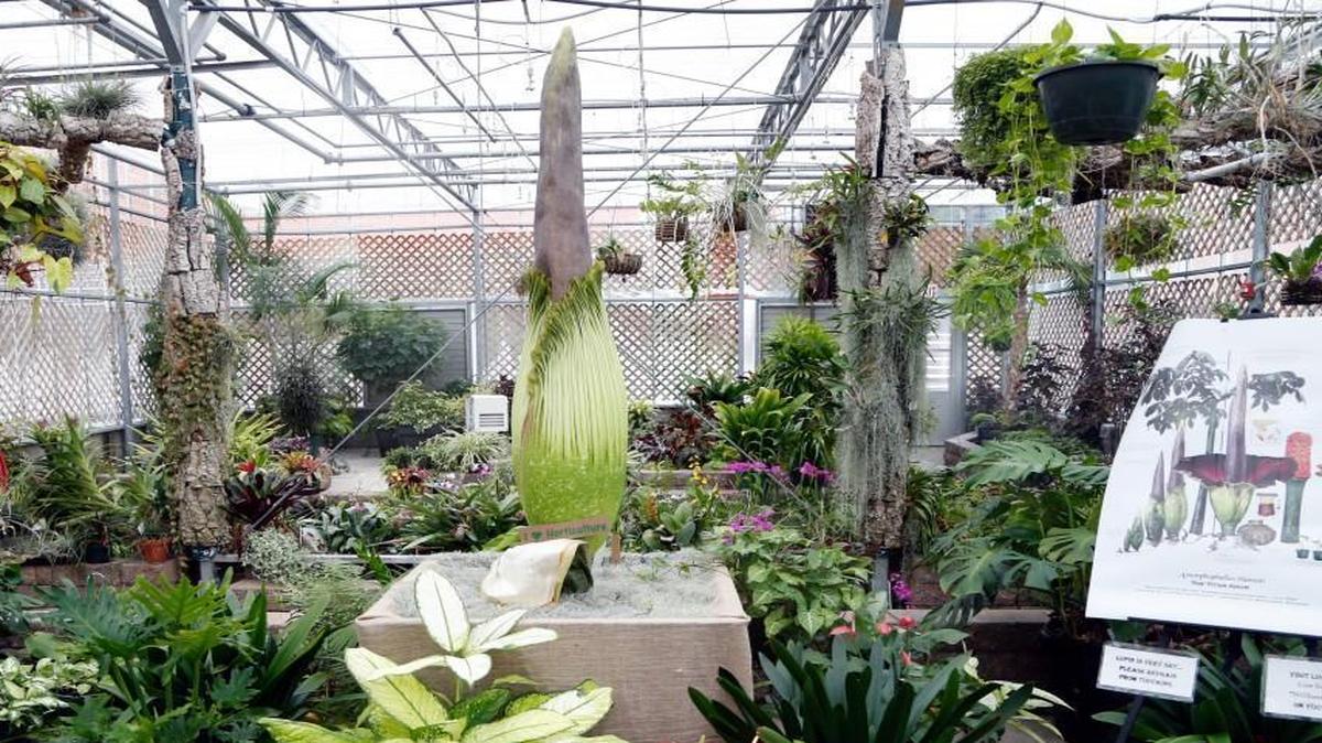 Scientists at N.C. State University are closely watching a tropical plant this week as it prepares to bloom, sending out not just a big flower - one of the largest in the plant kingdom - but a big stink, as well. The rare titan arum (Amorphophallus titanum) is also known as the corpse flower because it can smell like rotting flesh. The plant is in a greenhouse on the N.C. State campus in Raleigh, NC, and is expected to open on July 31.