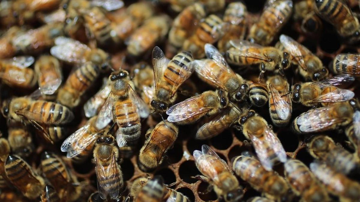Honey bees are seen at the J & P Apiary and Gentzel's Bees, Honey and Pollination Company on April 10, 2013 in Homestead, Florida.